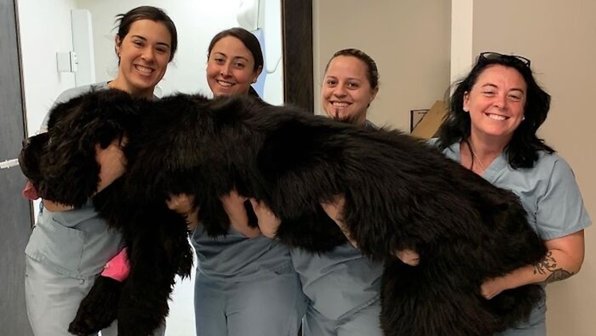 Собаки-гиганты: животные, которые не знают, что они очень большие