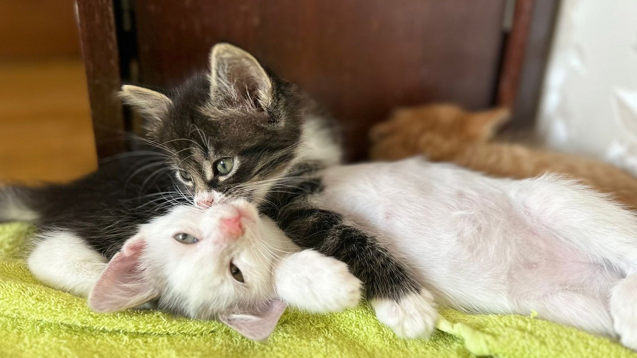 Котята Котята