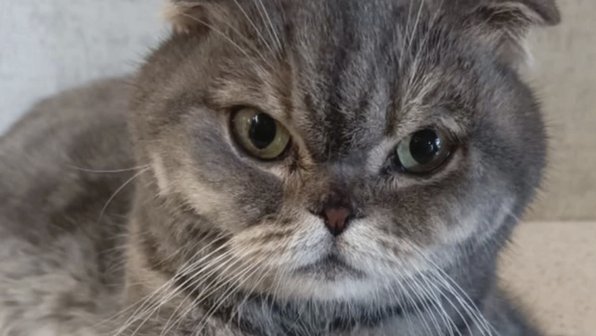 В Твери кота вместе с переноской оставили на обочине дороги