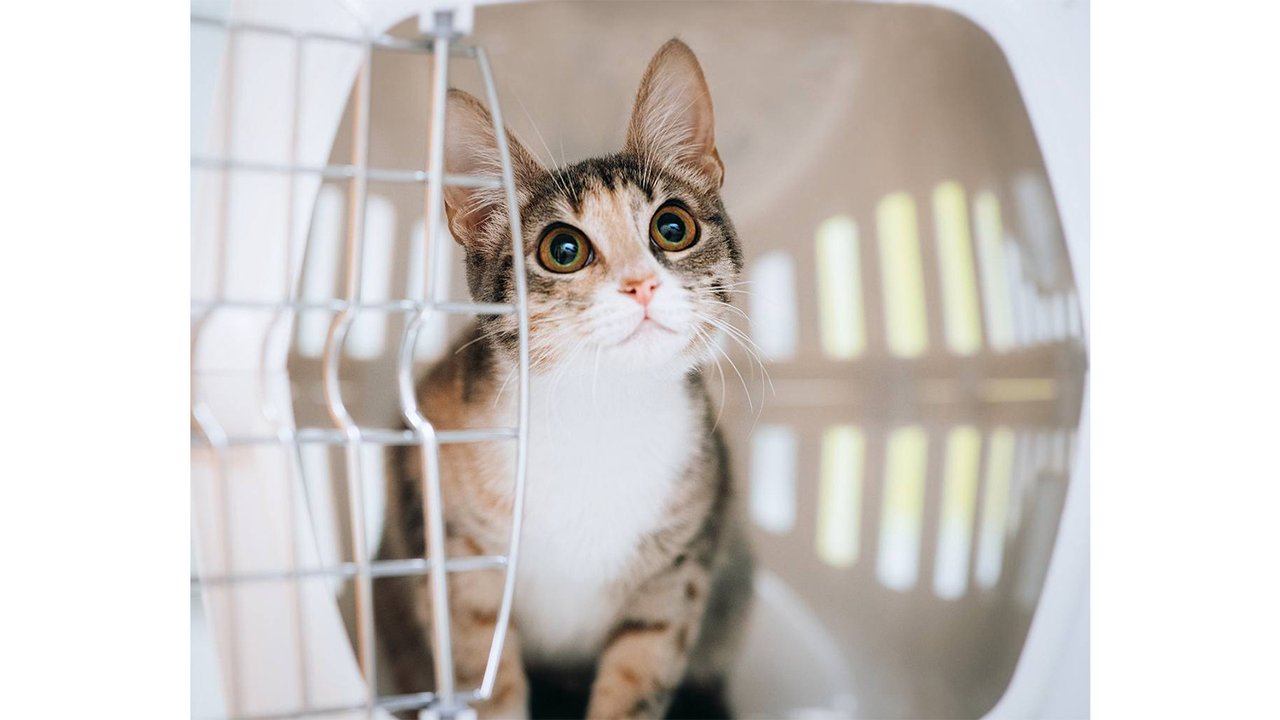 Котенок, которого спасли в январе, изменился до неузнаваемости Котенок, которого спасли в январе, изменился до неузнаваемости