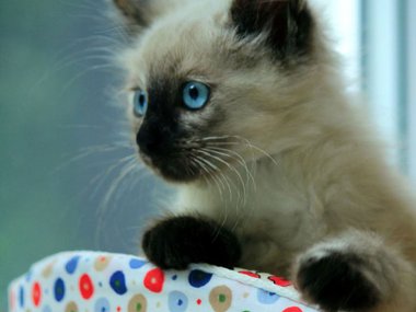 Под Тулой спасли истощенную кошку с котятами сказочной красоты