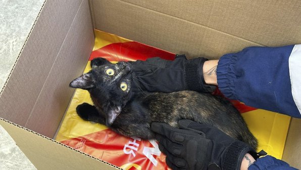 В Москве спасатели получили благодарность от хозяев кошки