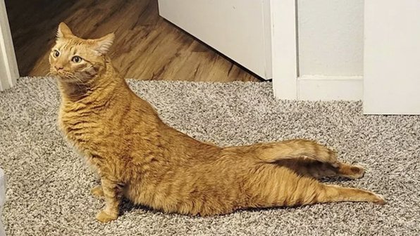 20 фото, которые докажут, что без питомцев жизнь была бы скучнее