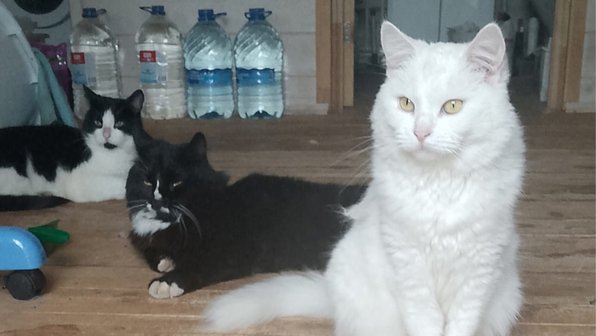 В Истре спасают кошек, которые остались одни дома