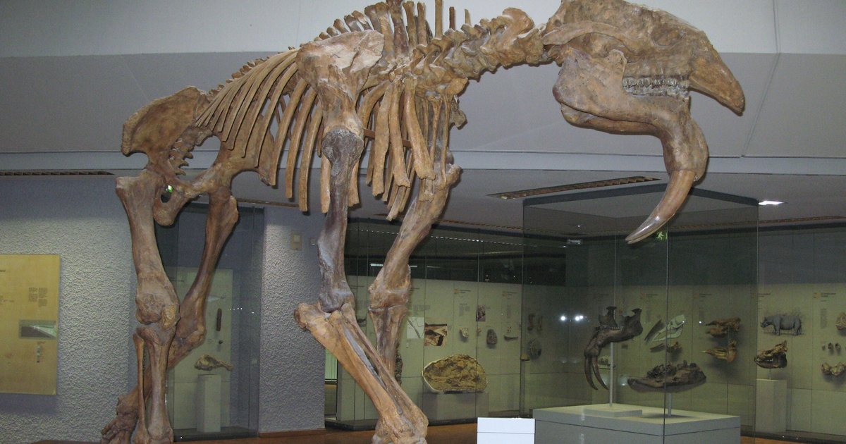 Древние родственники слонов вымерли из-за людей