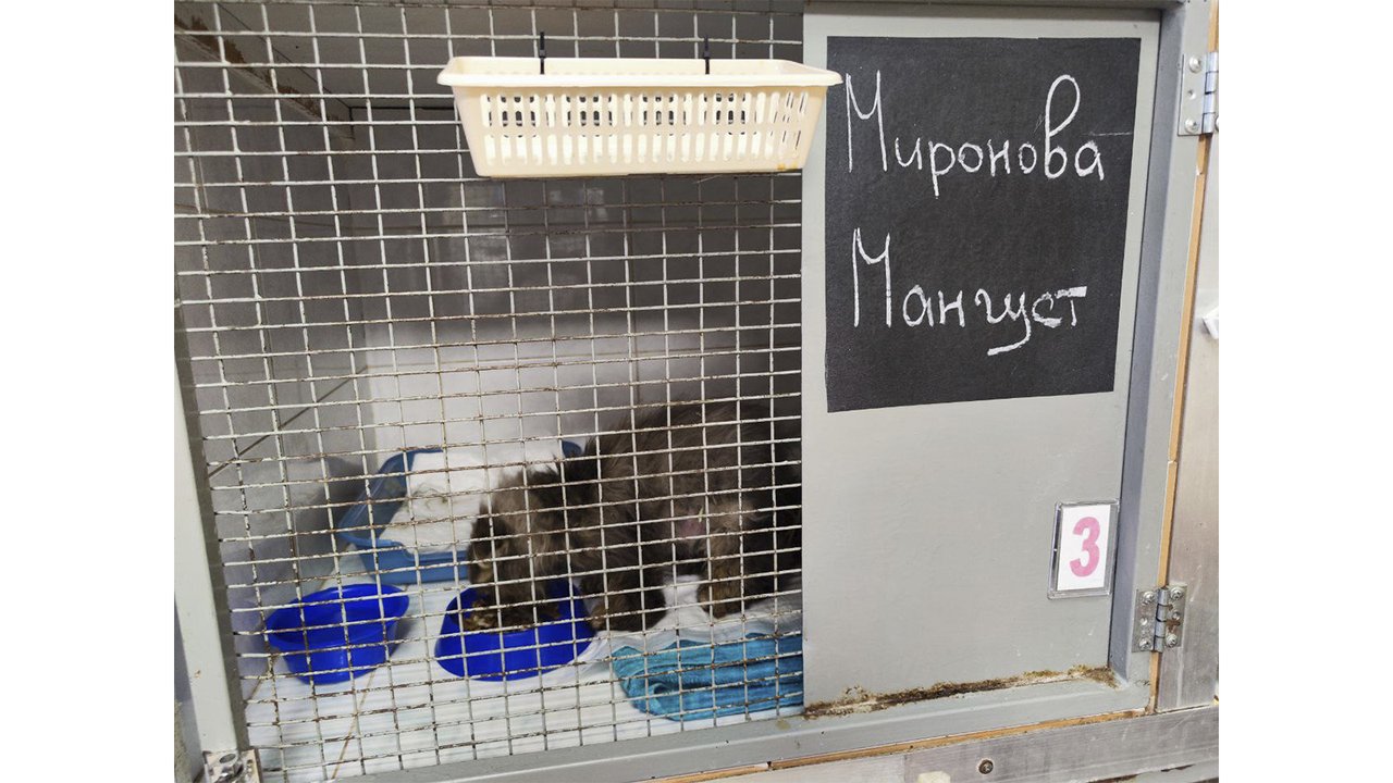 На трассе Липецк — Воронеж спасли брошенного в коробке кота