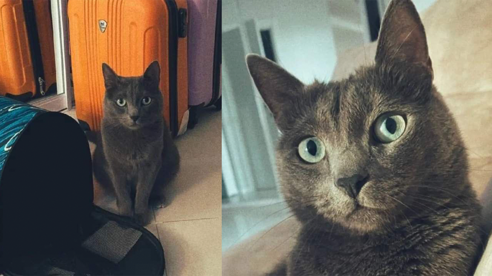 Осторожно, он слишком милый: в аэропорту Домодедово ищут сбежавшего  породистого кота - Питомцы Mail.ru