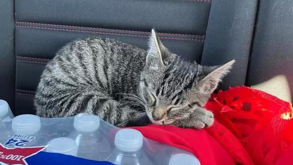 История спасения котенка, брошенного на краю моста