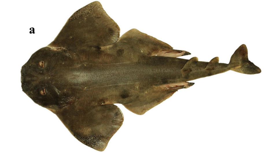 Так выглядит Squantina Аrmata или «чилийская акула-ангел». Источник: European Journal of Taxonomy