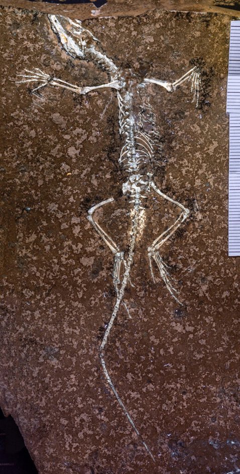 Sphenodraco scandentis. Пластина с костями из Музея естественной истории в Лондоне Sphenodraco scandentis. Пластина с костями из Музея естественной истории в Лондоне