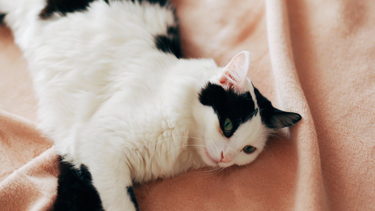 Кот без забот: 5 причин, почему люди завидуют кошкам - Питомцы Mail.ru