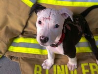 Content image for: 489525 | Спасенный из горящего дома пес стал пожарным (фото)