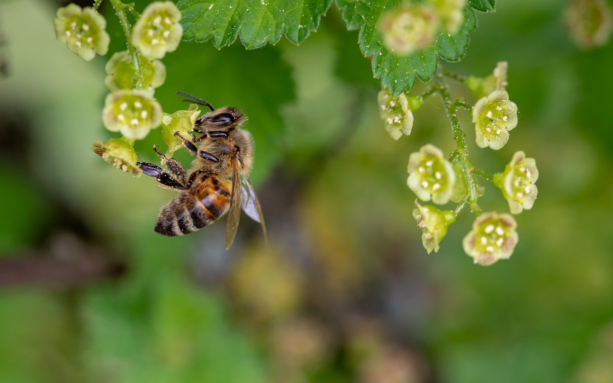 Пчелы могут выбрать из двух чисел меньшее и понимают, что такое ноль.