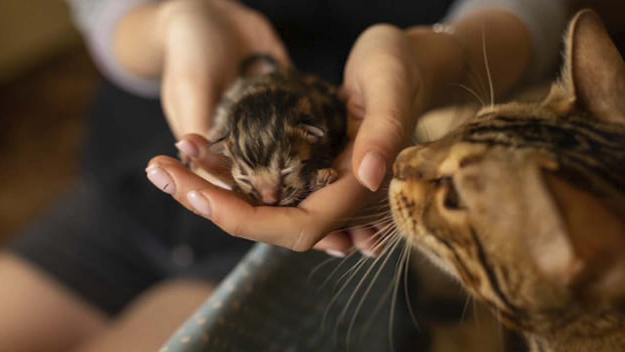 Кошка и котенок