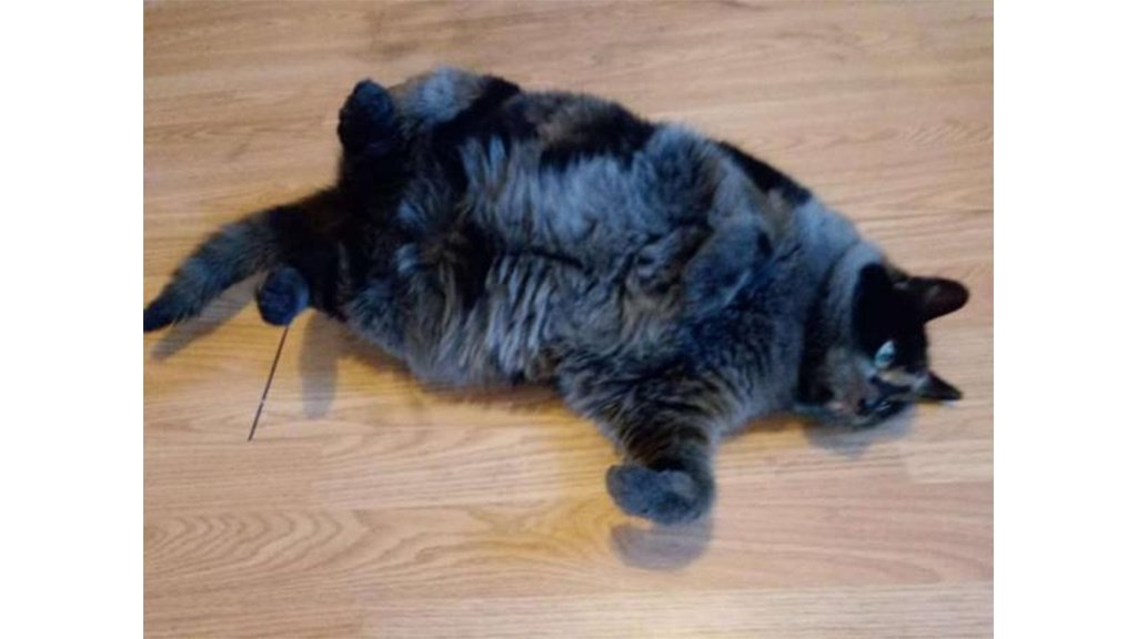 Cat Cat