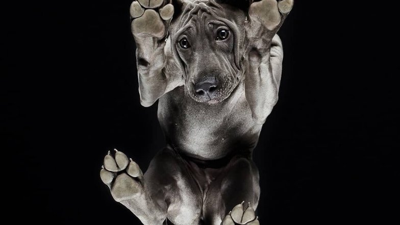 Pets.mail.ru Pets.mail.ru
