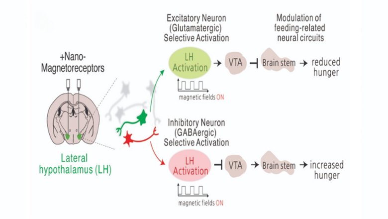 Стимуляция позволяет регулировать цепочки, ответственные за мотивацию и аппетит