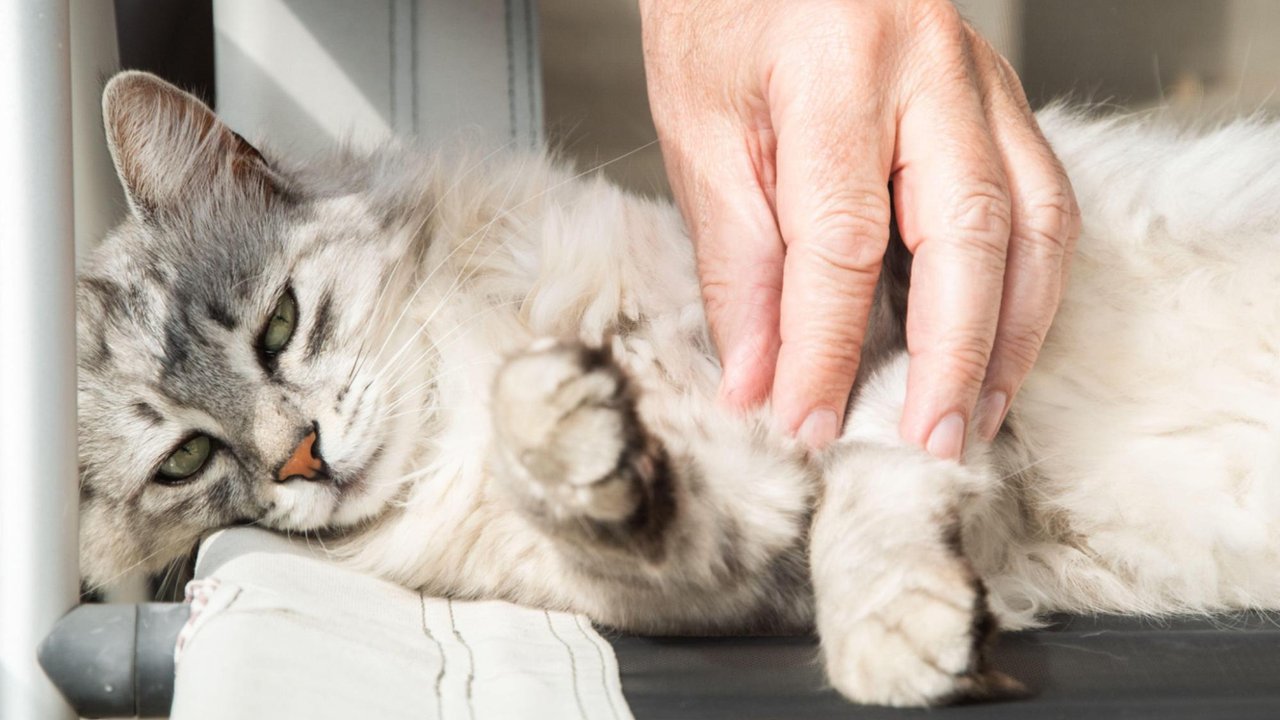 Сибирская кошка Сибирская кошка