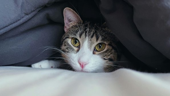Почему кошка не спит в лежанке, которую вы для нее купили