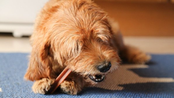 «Не трогай, это мое»: важные вопросы про пищевую агрессию у собак