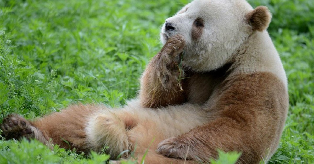 Панды становятся коричневыми: и вот почему