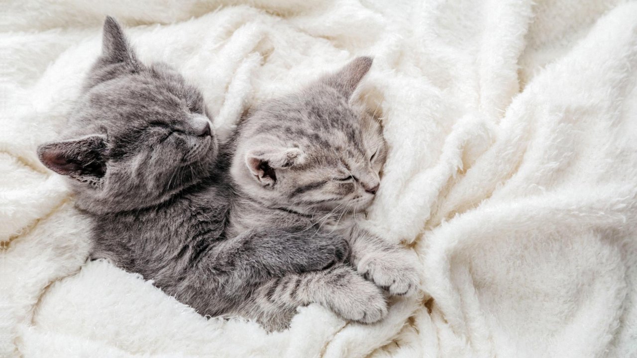 Кот и кошка Кот и кошка