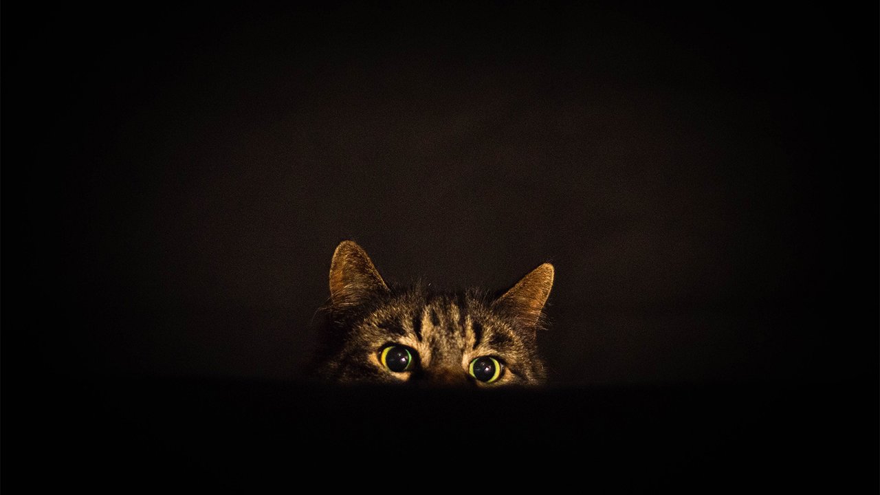 Кошка в темноте Кошка в темноте