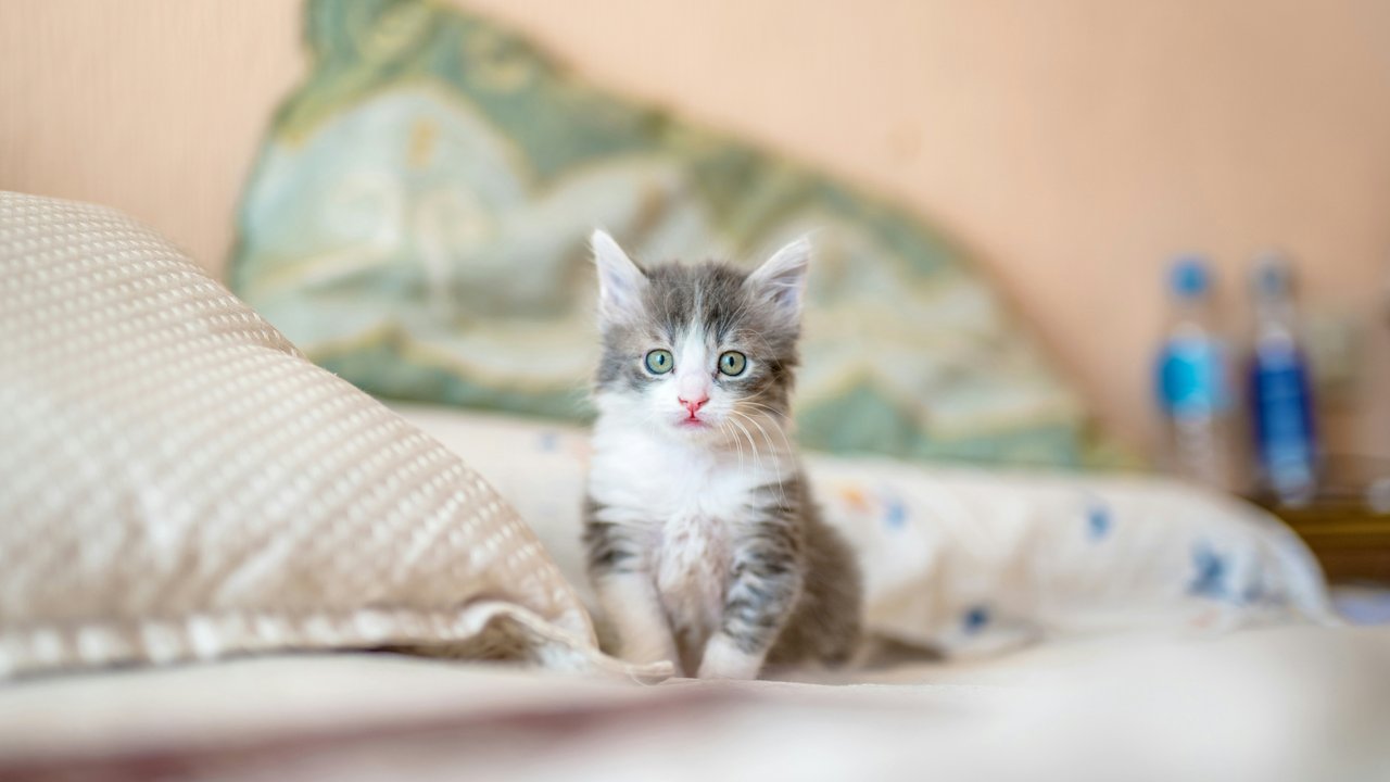 котенок котенок
