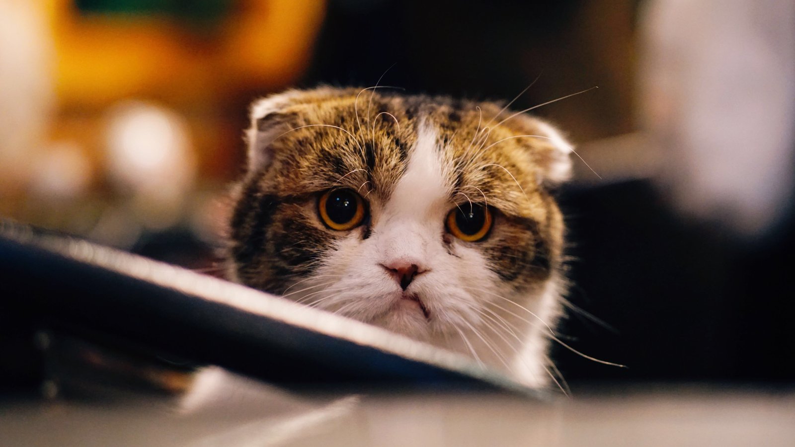 12 вещей, которые не любят кошки | Объясняет зоопсихолог - Питомцы Mail.ru