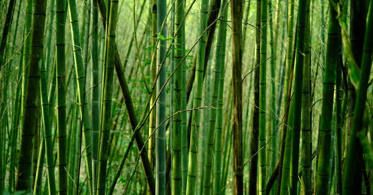 В Китае предложили отказаться от стекла в пользу прозрачного бамбука