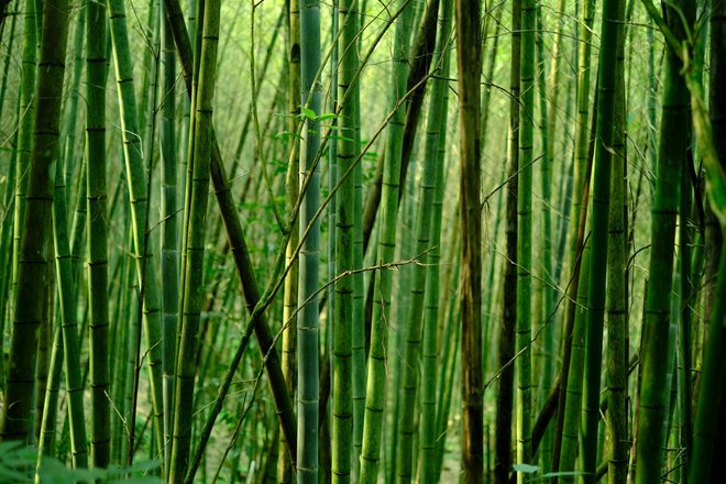 bamboo