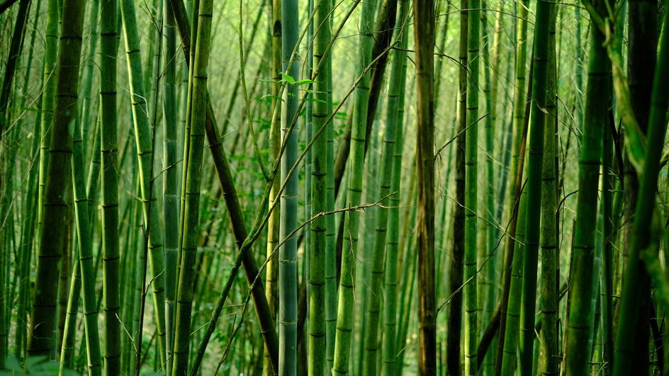 bamboo