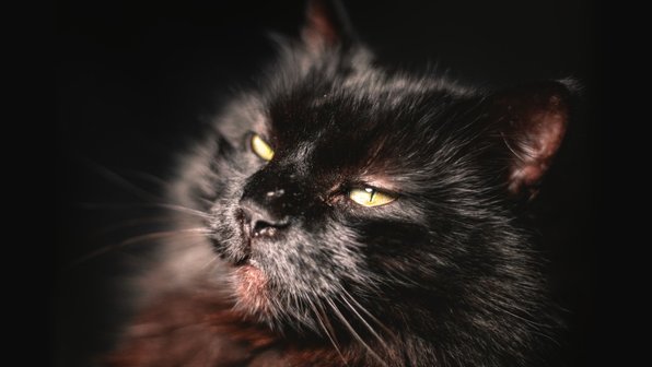 5 пород кошек, о которых вы никогда не слышали