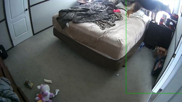 Девушка узнала, что собака делает с ее одеждой, пока никого нет дома (видео)