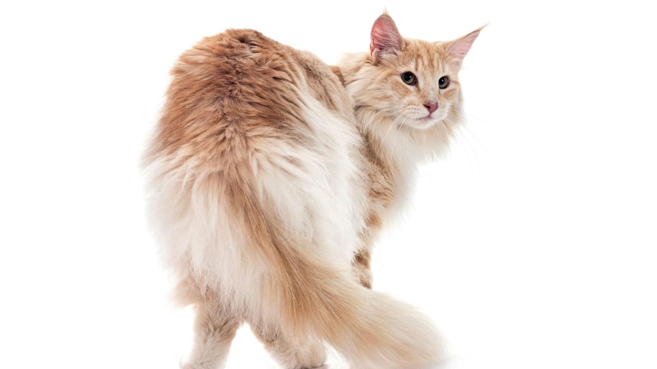 Норвежская лесная кошка Норвежская лесная кошка