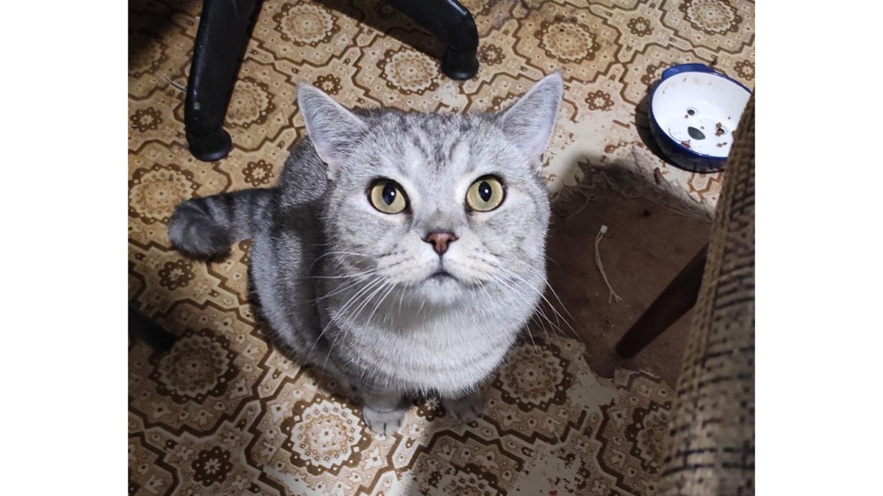 Плюша отдыхает Плюша отдыхает