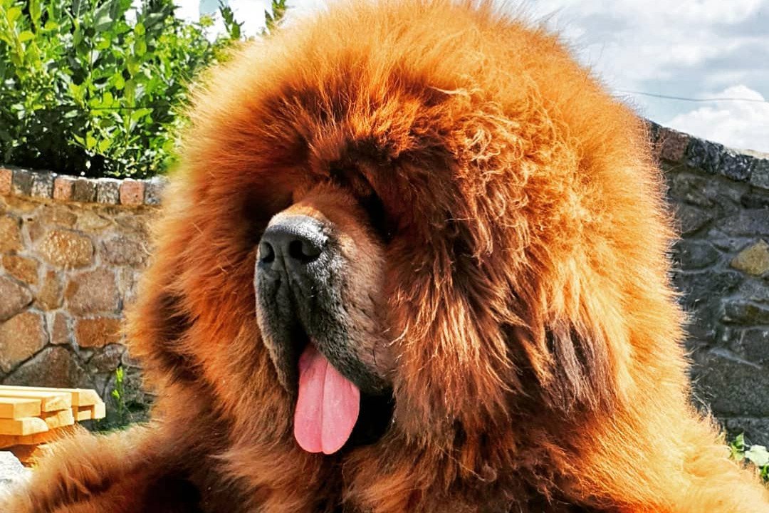 Тибетский мастиф - описание породы собак: характер, особенности поведения,  размер, отзывы и фото - Питомцы Mail.ru