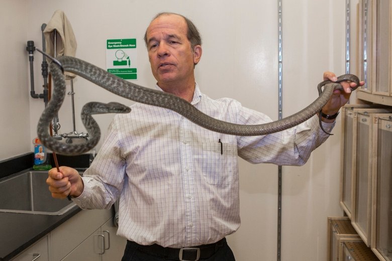 Биолог Брюс Джейн держит коричневую древесную змею. Фото: Joseph Fuqua II/UC Creative + Brand
