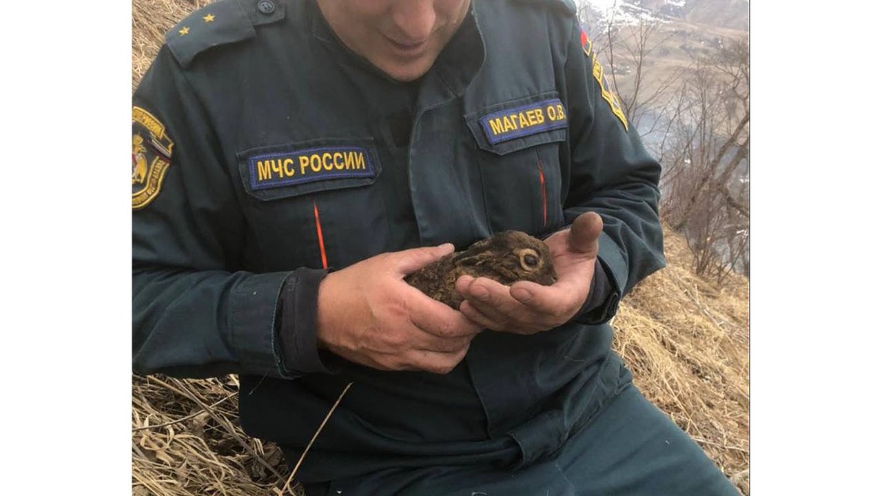 В Северной Осетии пожарный спас от огня и вылечил крольчонка