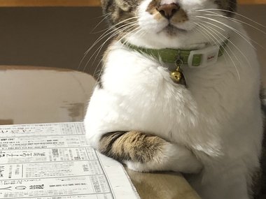 «Мой кот из Японии ведёт себя как Степан». «Мой кот из Японии ведёт себя как Степан».