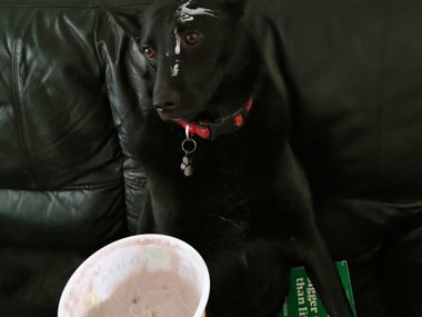 Вы не могли бы помочь мне найти того, кто ел мой йогурт?