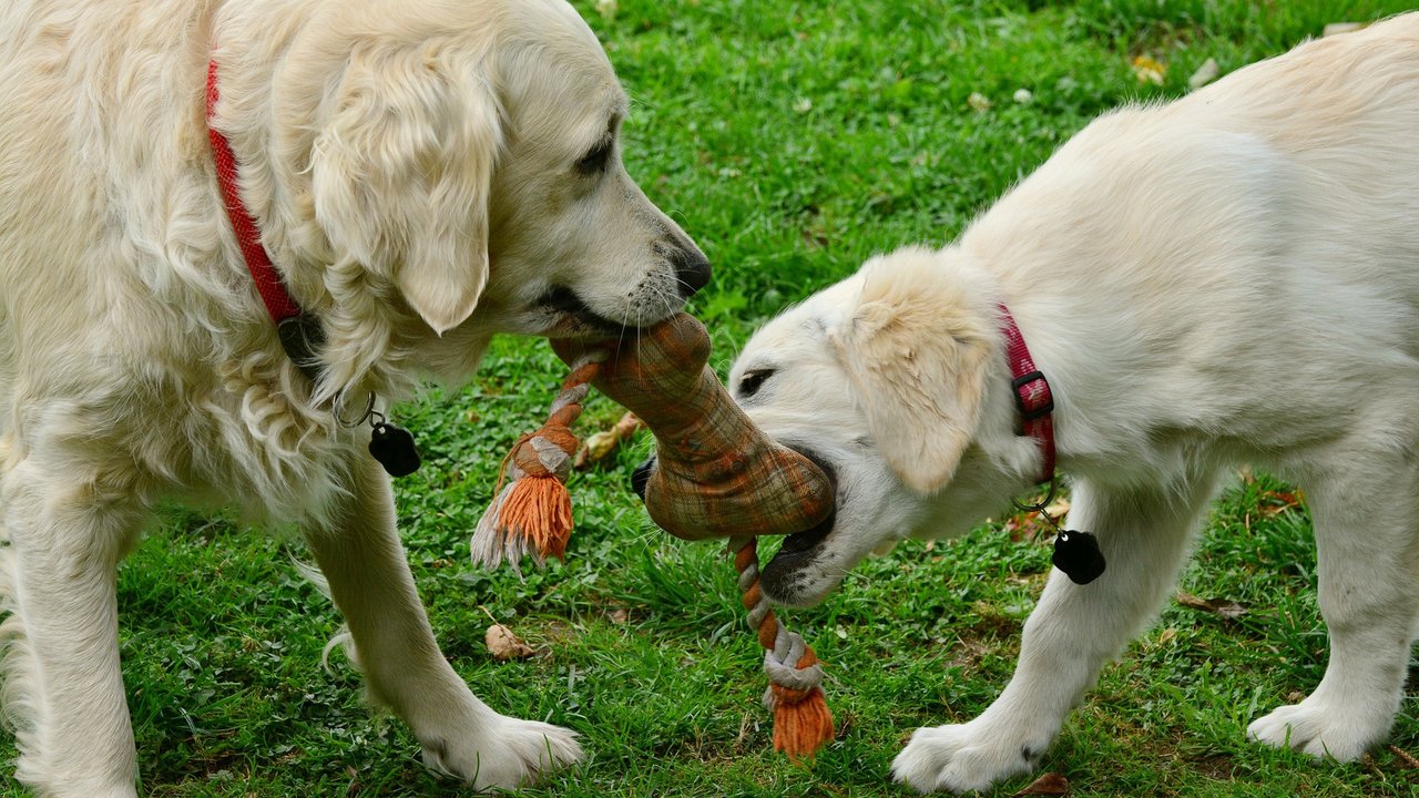 Собаки делят игрушку