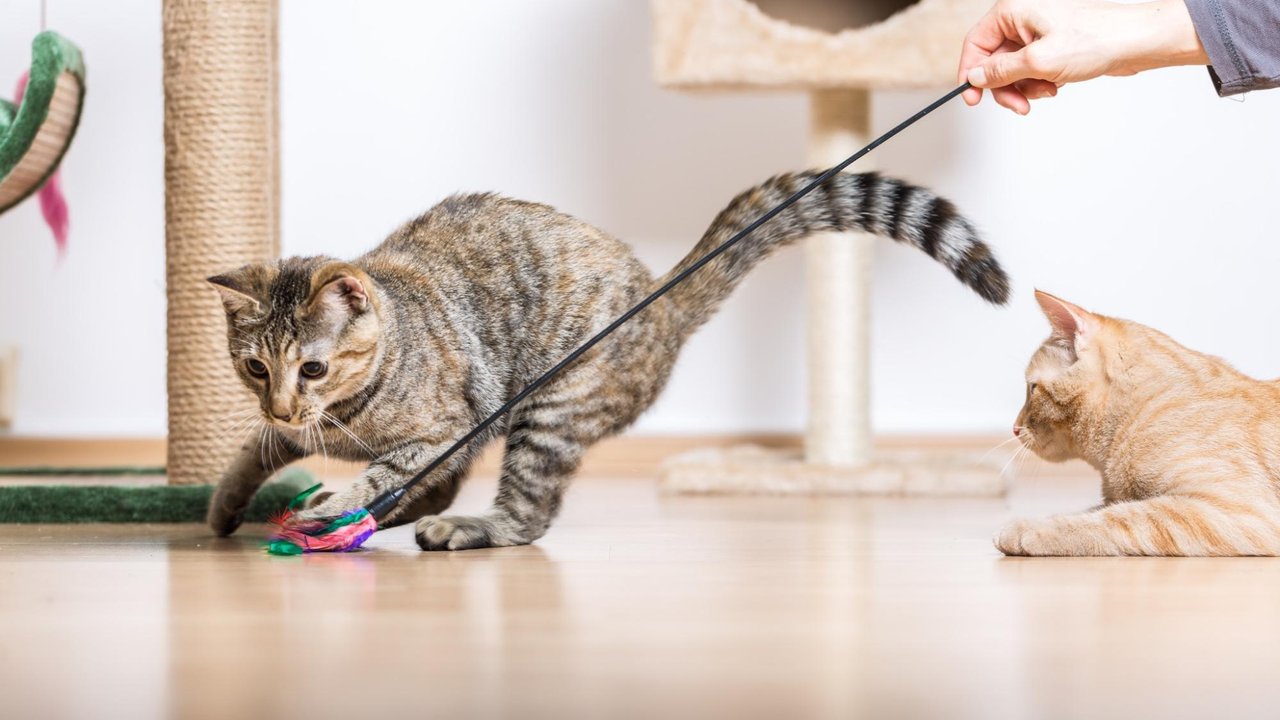 Кошка играет