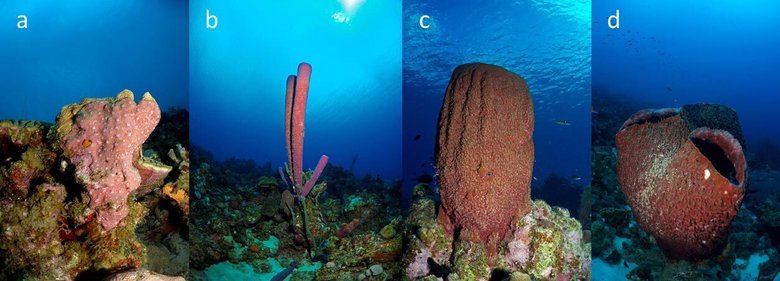 Различные виды морских губок. Фото: Benjamin Mueller