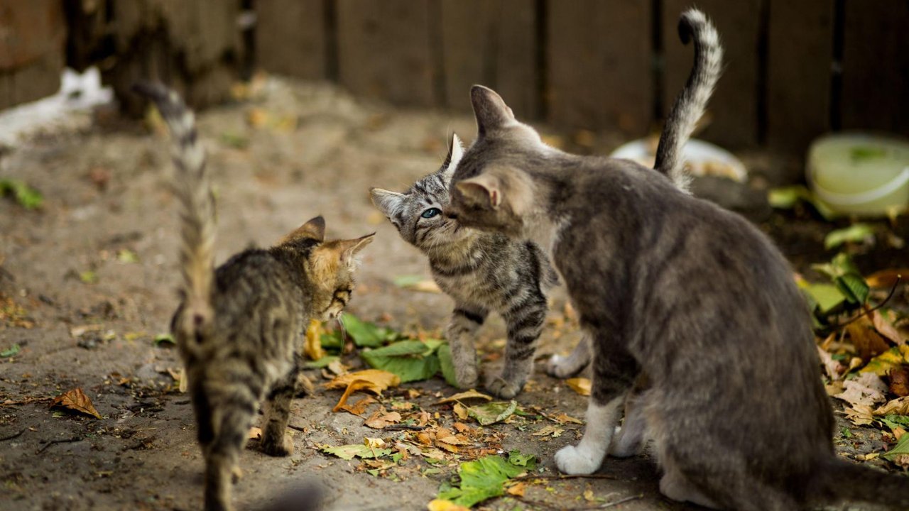 Кормящим кошкам доступ к корму не ограничивают