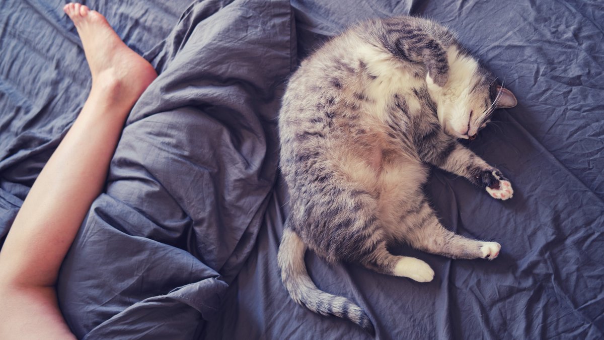 Почему кошка спит с вами на одной кровати?