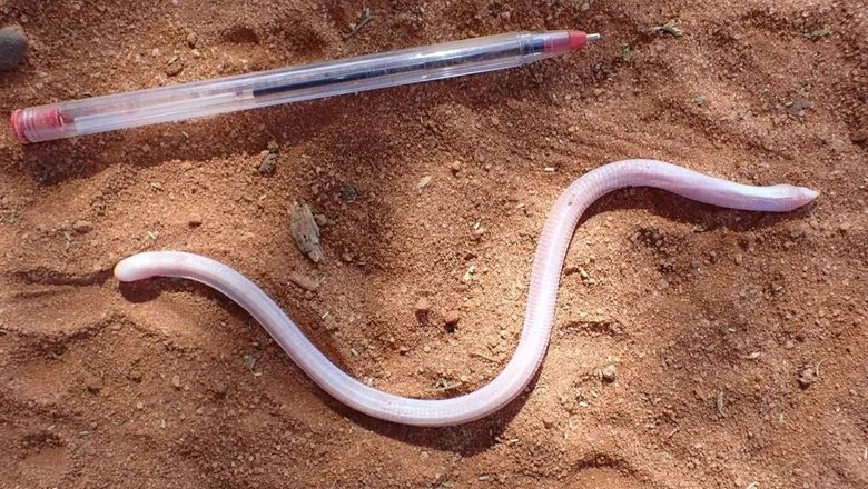 Представителя Ancylocranium somalicum parkeri сравнили с ручкой. Фото: Mark Spicer / New Scientist