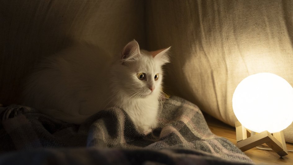 Белая кошка смотрит на ночную лампу 