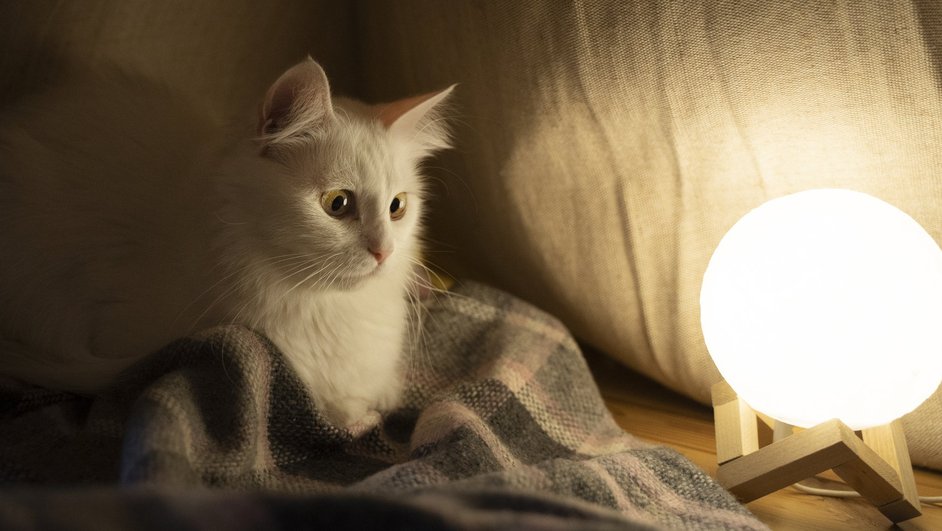 Белый кот смотрит на круглый ночник