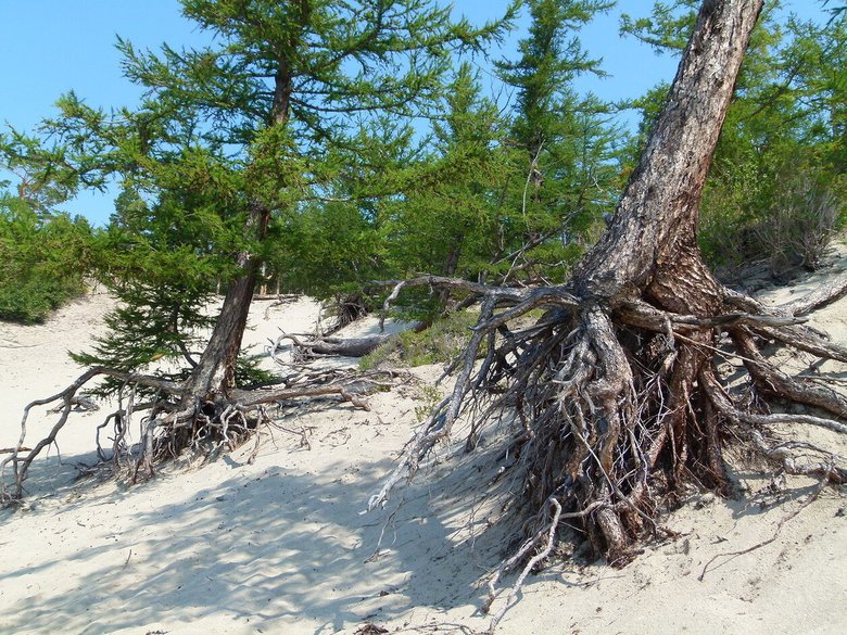 На песчаной бухте ветра выдувают почву из-под корней деревьев. Было ощущение, что они стоят на корявых ногах и так передвигаются